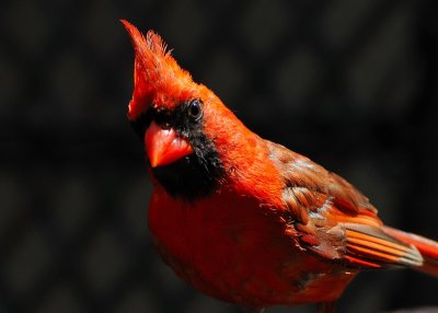 The Cardinal Family - Northern Cardinal Male