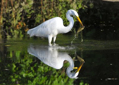 Great Egret with breakfast