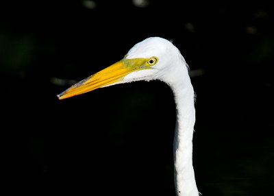 Great Egret