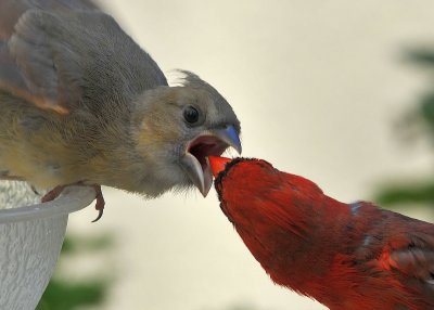 Feed me!