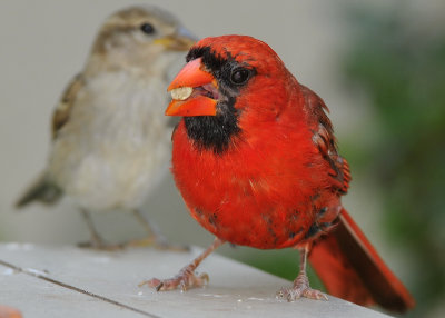 Northern Cardinal