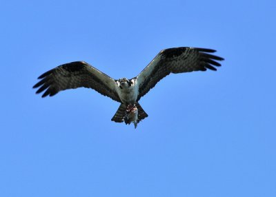 Osprey 