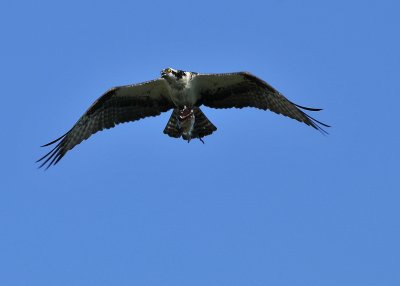 Osprey with Catfish