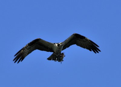 Osprey with Catfish