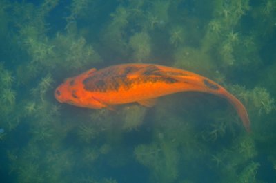 Koi