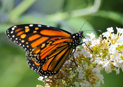 Monarch