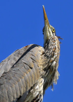 Fish's View - Great Blue Heron