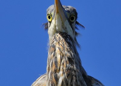 The last thing the fish sees - Great Blue Heron