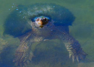 Snapping Turtle