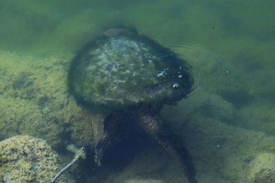 Snapping Turtle