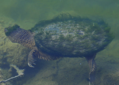 Snapping Turtle