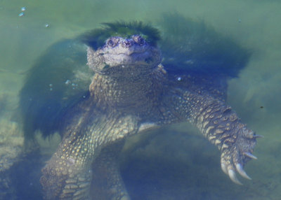 Snapping Turtle
