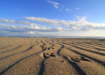 Sand and Gull tracks