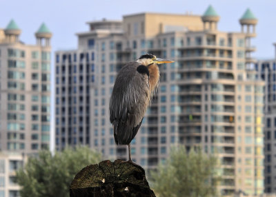 Urban Heron