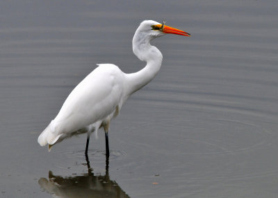 Great Egret