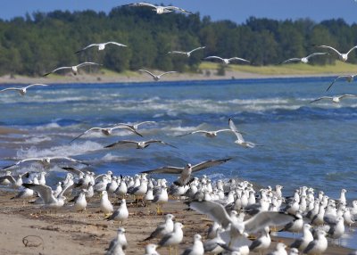 Gulls at Long Point