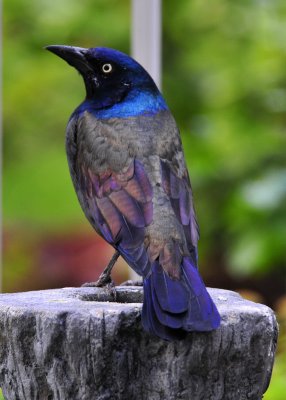 Grackle