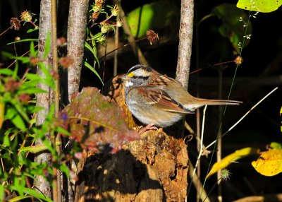 White Throated Sparrow