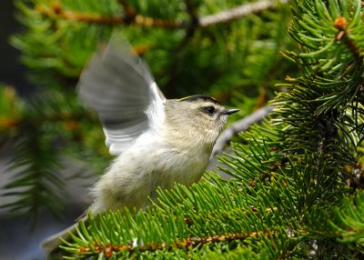 Golden Crowned Kinglet