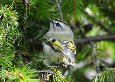 Golden Crowned Kinglet
