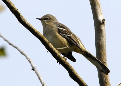 Northern Mockingbird