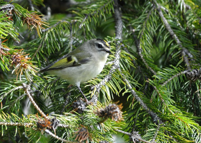 Golden Crowned Kinglet