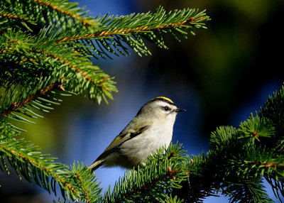 Golden Crowned Kinglet