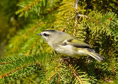 Golden Crowned Kinglet