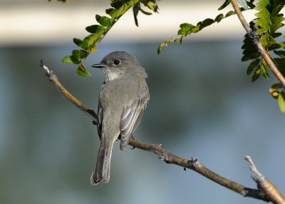 Eastern Phoebe