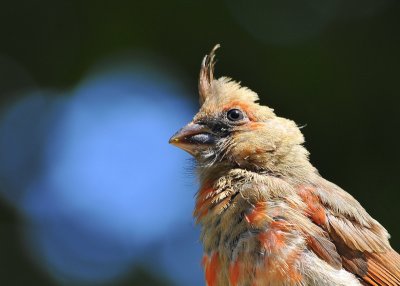 Immature Cardinal