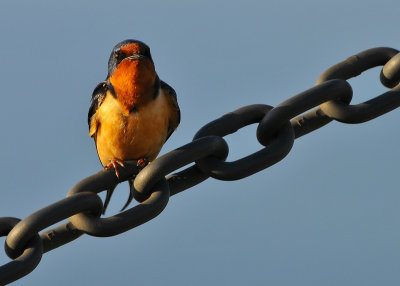 Barn Swallow