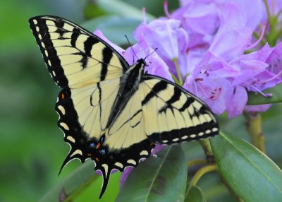 Swallowtail Butterfly