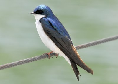 Tree Swallow