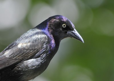 Grackle