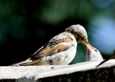Feeding Junior