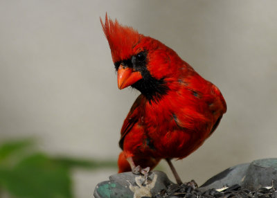 Northern Cardinal