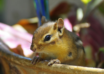 Chipmunk