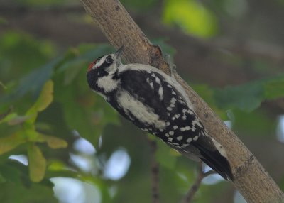 Downy Woodpecker