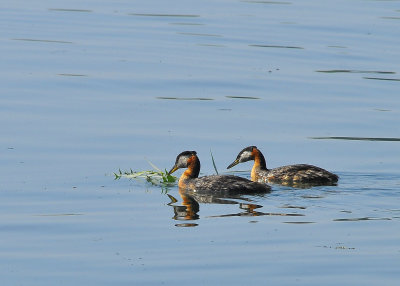 Red Necked Grebe