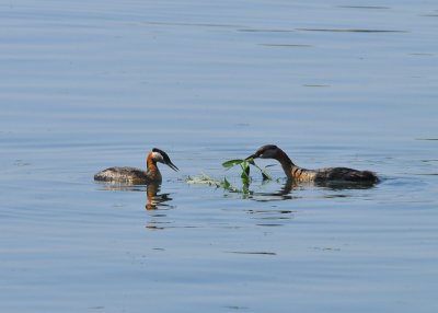 Red Necked Grebe