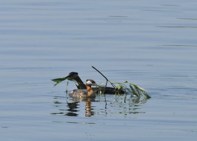 Red Necked Grebe