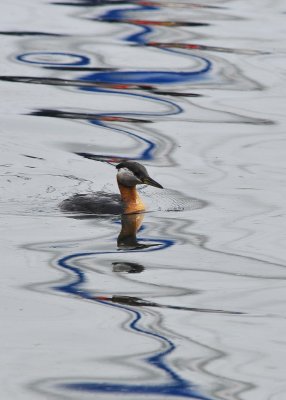 Red Necked Grebe