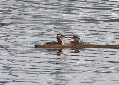 Red Necked Grebe