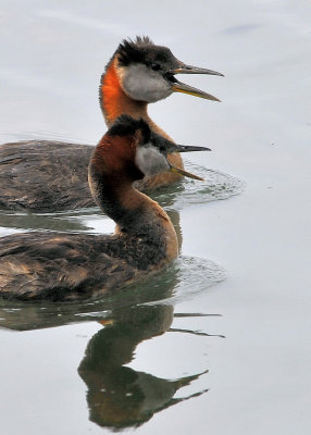 Red Necked Grebes vocalizing