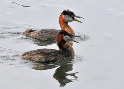 Red Necked Grebes vocalizing