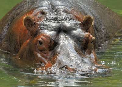 River Hippo