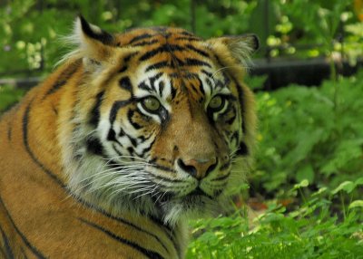 Sumatran Tiger