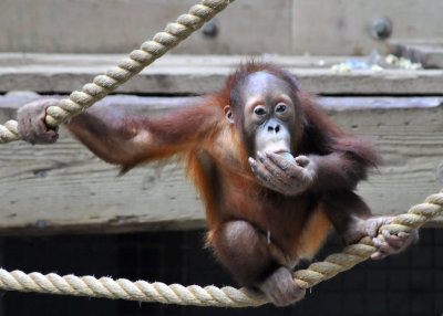 Young Orang-utan