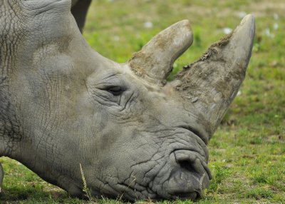 White Rhino