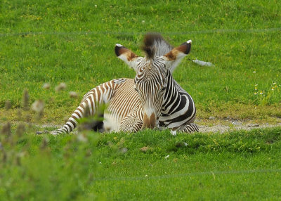 Grevy's Zebra colt